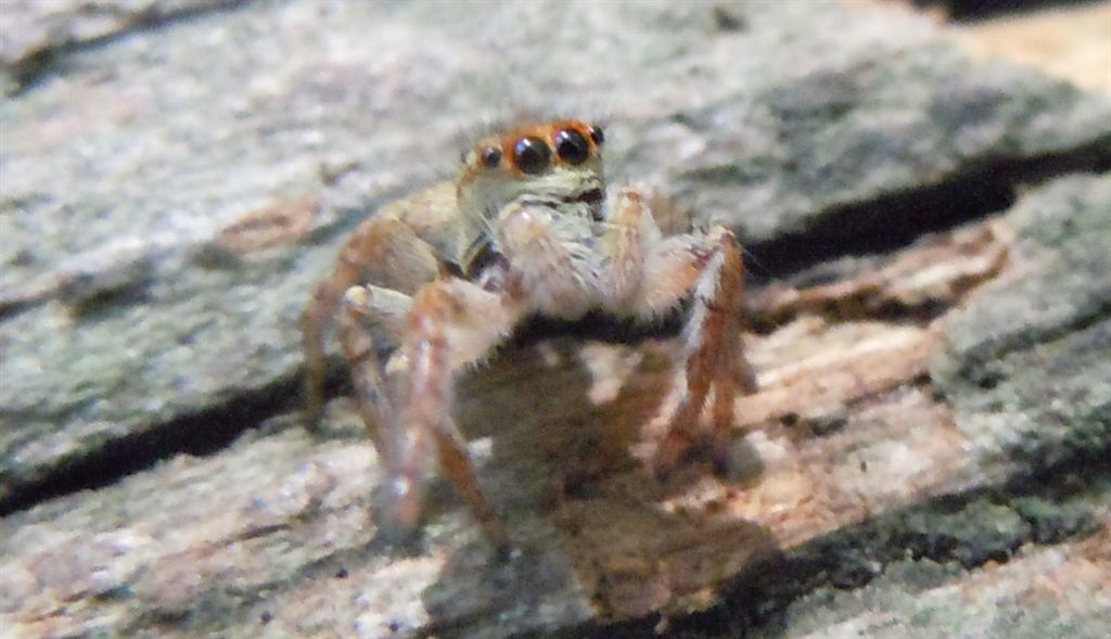 Carrhotus xanthogramma - Cuma (NA)